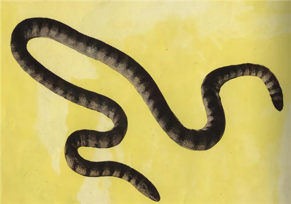 青环海蛇身份信息