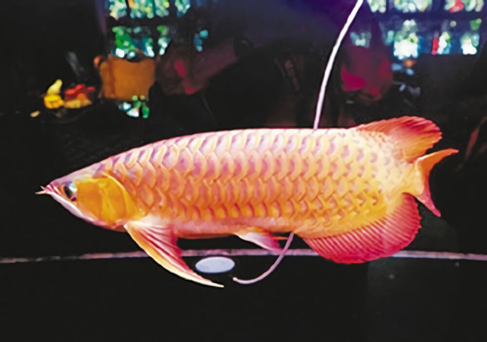 橙红龙鱼身份信息