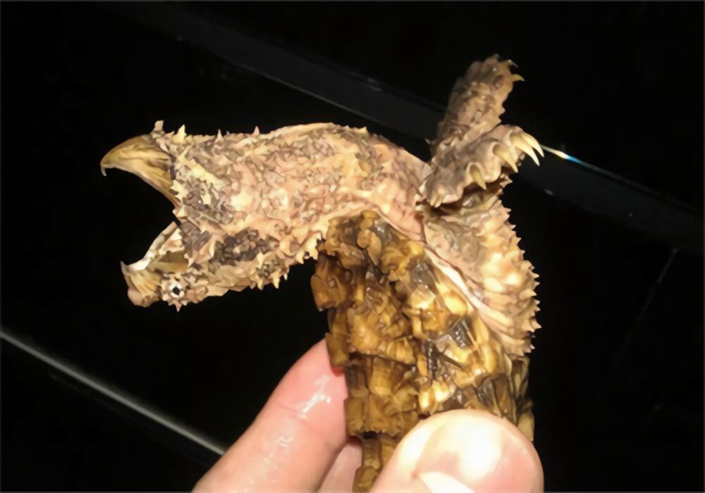 大鳄龟身份信息