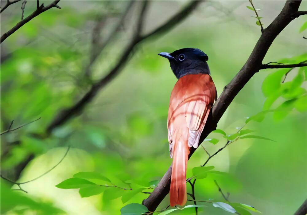 寿带鸟身份信息