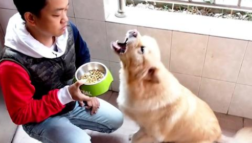 松狮串咬伤训犬师,女主人讲出真实原因:狗曾经被男主人用棍戳过