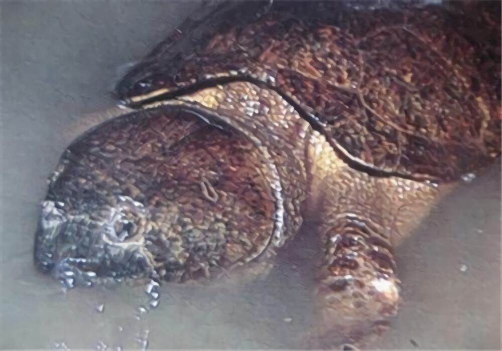 缅甸平胸龟身份信息