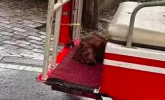 流浪狗躲雨误入高校,保安怕伤学生竟将其打死,处理结果令人唏嘘