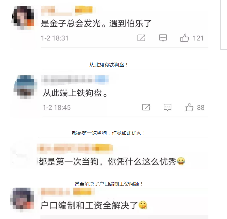 流浪犬逆袭成警犬，从此走上“狗生巅峰”！