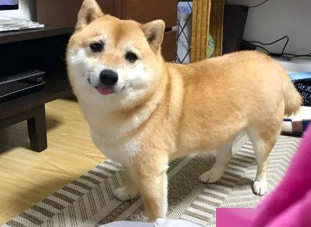 柴犬养了5年总觉得哪儿不对劲,結果过路人一句话,笑喷了!