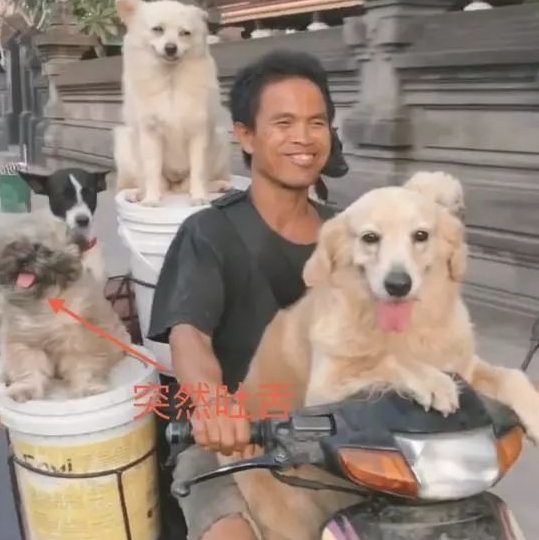 网友去巴厘岛去玩,一辆摩托车上坐6只狗,是他最难以忘怀的景色