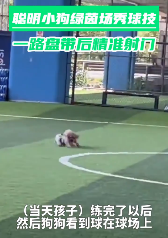 天赋异禀,小狗看了几场球赛之后便学会盘带射门