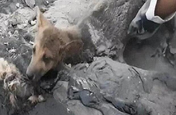 周末开车自驾游,下车没走多久,看到眼前狗狗立马戴手套救助