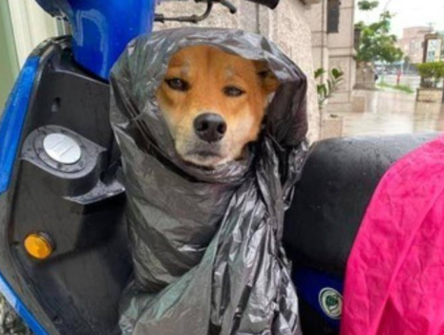 遛狗时突遇暴雨,主人用垃圾袋给它做雨衣,狗狗都要哭了