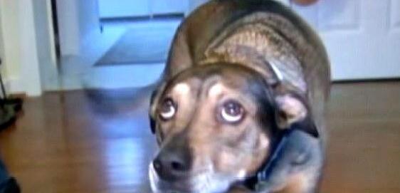 夜晚狗狗突然朝主人大叫，主人醒来后，才知狗狗救了自己孩子的命