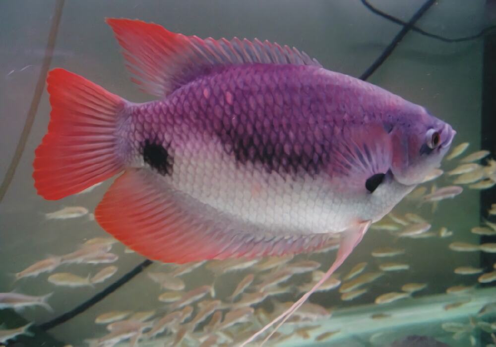 石斧鱼身份信息