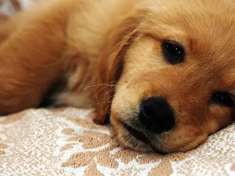 杨迪家狗狗在地上拉稀，杨妈妈上手清理，闻见味道的表情过于真实