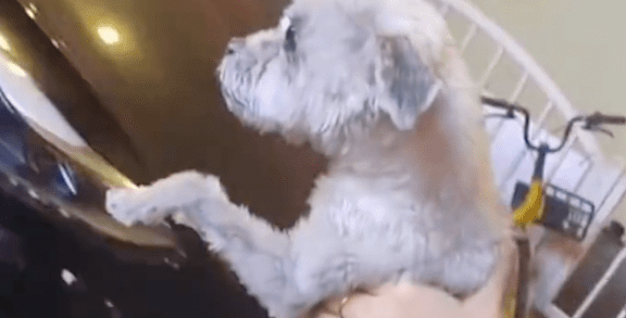 捡到生病的流浪狗手术费要上万,医院愿意无偿做,但条件令人不解