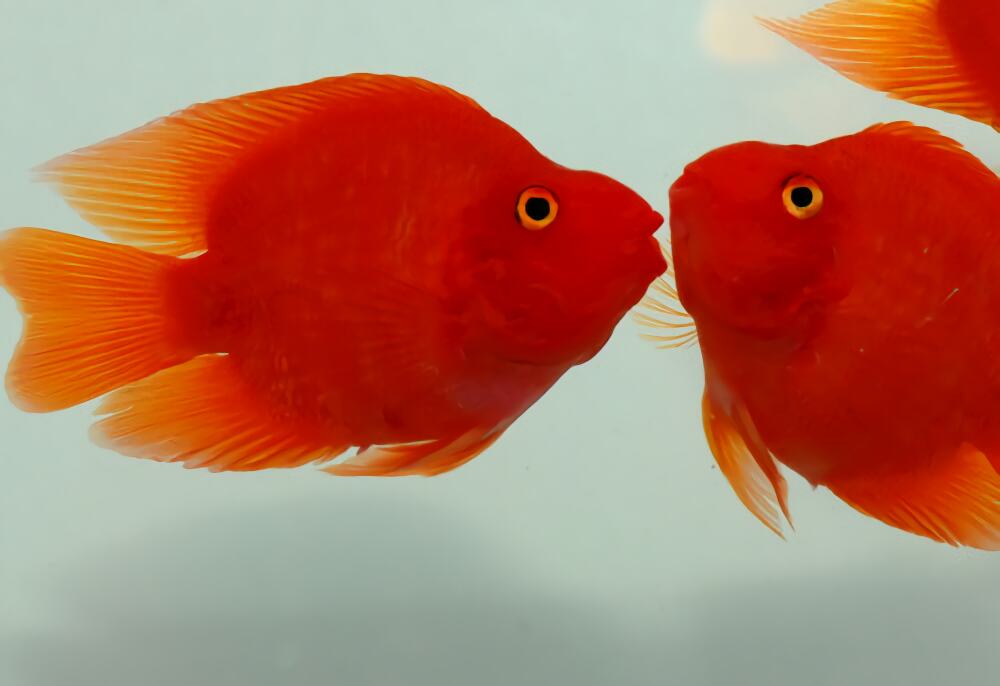 血鹦鹉身份信息