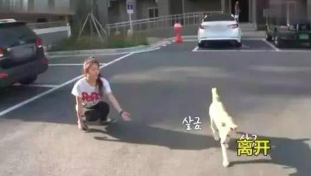 狗狗有间总不回只是坐着地下停车场里，专家建议它有心理障碍，缘故很辛酸