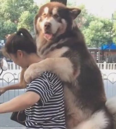 女人骑着电动车带阿拉斯加犬去玩,骑到半路不幸发生了!