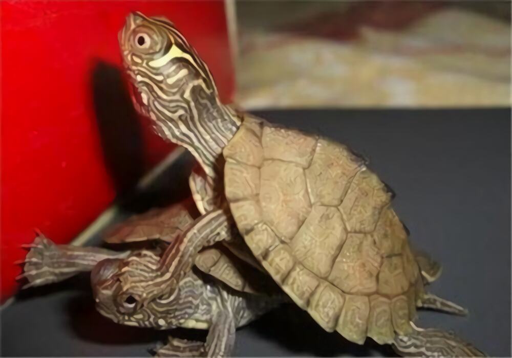 密西西比地图龟身份信息