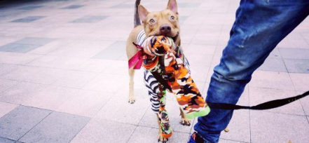 温暖!治愈犬和爱人猫的大家庭 有故事的一狗三猫