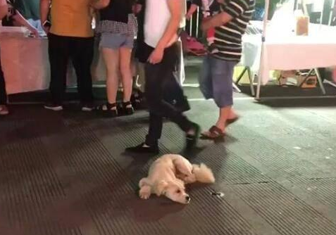流浪狗被地摊老板收养,为报恩每天陪主人熬夜摆摊