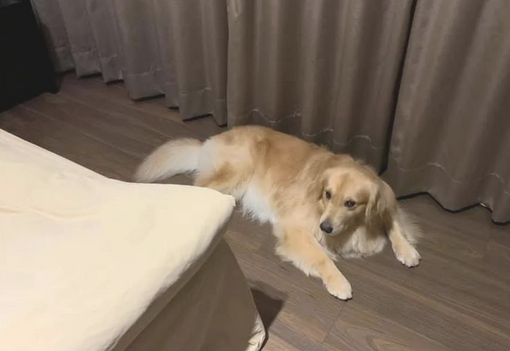 金毛犬想陪生病主人,恪守辛酸约定换一个方法守卫,结果超暖人