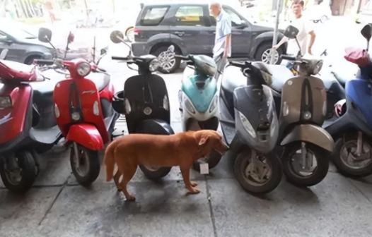 狗牌上的15个字，让路人感动哭了，保安也放弃了驱赶狗狗