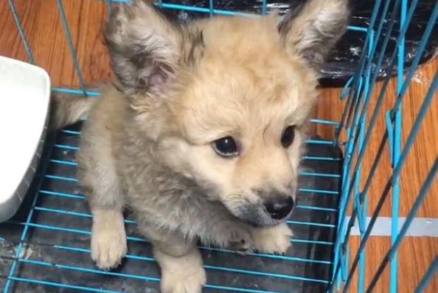 虚张声势的超凶流浪狗,被救后秒变怂,颜值不输品种犬!