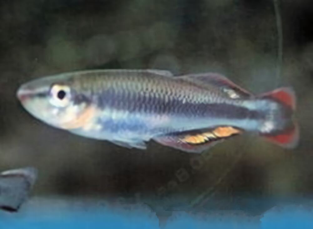 马达加斯加彩虹身份信息