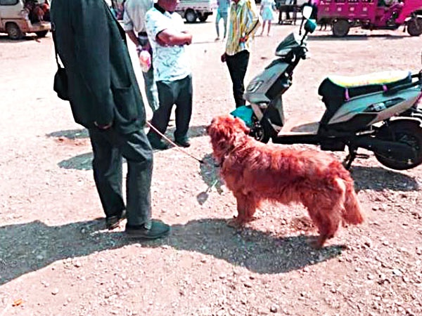 金毛犬卖300,都没人要,老人有些哽咽,但却遭到众人鄙视!