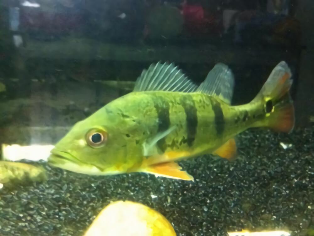 眼斑鲷身份信息