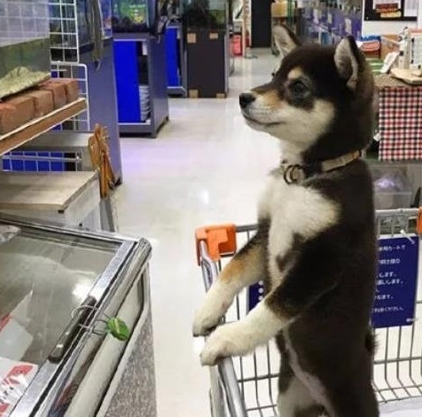 被主人带着来超市的柴犬,看到香肠一脸兴奋:妈,我就要买那个!