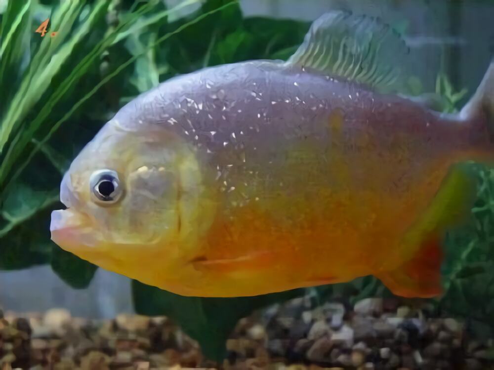 食人鲳身份信息