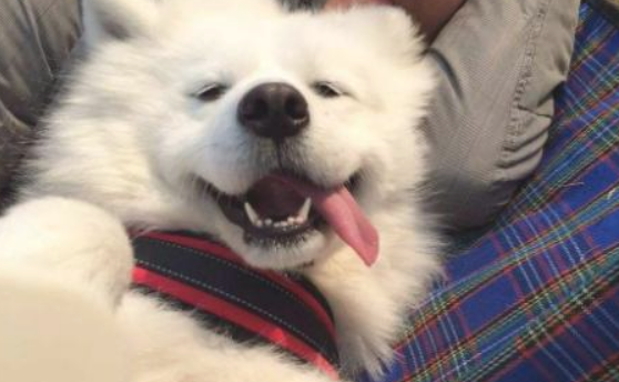 和自己狗狗一块儿入睡,有种他人替代不上的优越感
