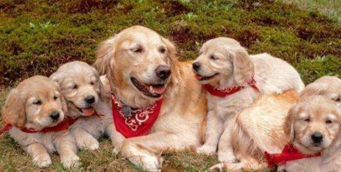 为何都说金毛不可以当警犬?回答你很有可能出乎意料