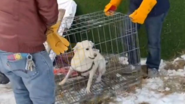 刚生完小狗的拉布拉多犬,被丢在冰天雪地,它的哀嚎声让人心疼