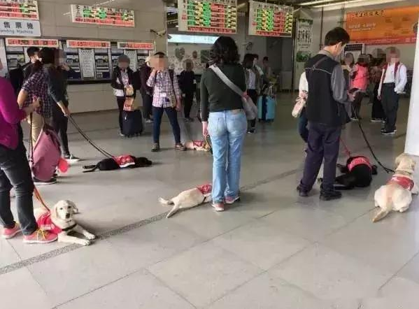乘坐地铁偶遇一群拉布拉多,原先是导盲犬小小的见习生!
