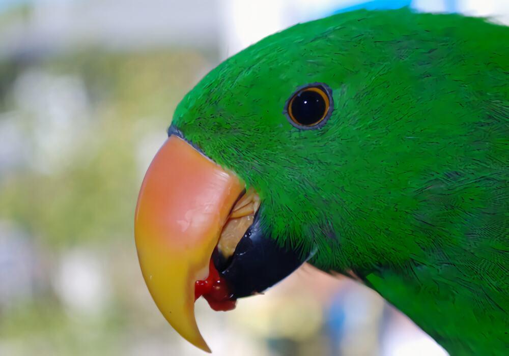 折衷鹦鹉身份信息