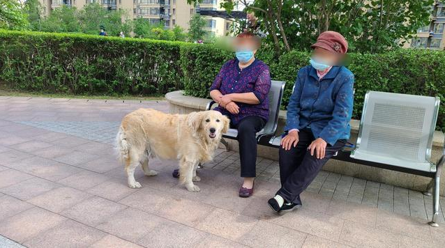 记者走访:遛狗不栓绳仍存在 市民可打110举报,不拴绳处罚200元