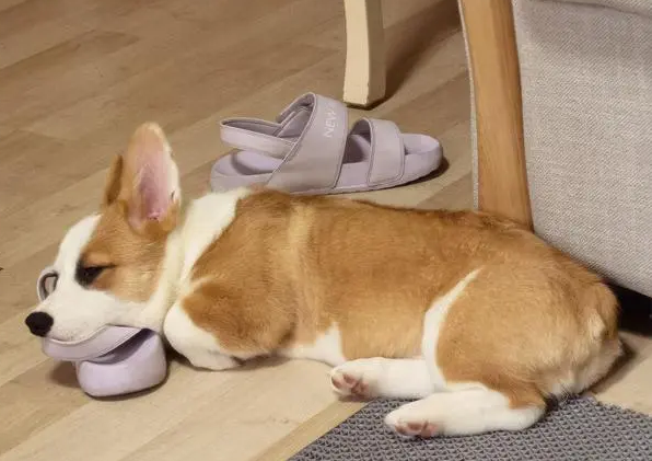 小狗躺地上不停呜咽,来往路人选择无视