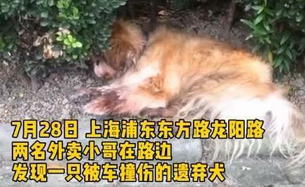 狗狗因年老被弃路边还被车撞,主人:狗老了不想养