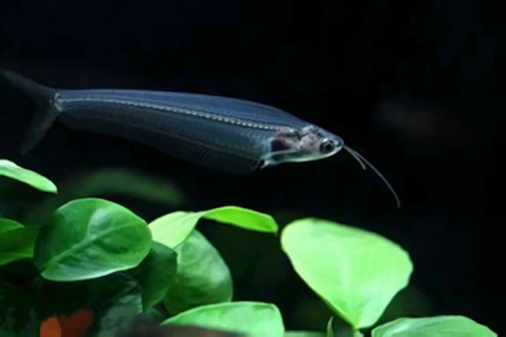 玻璃猫身份信息