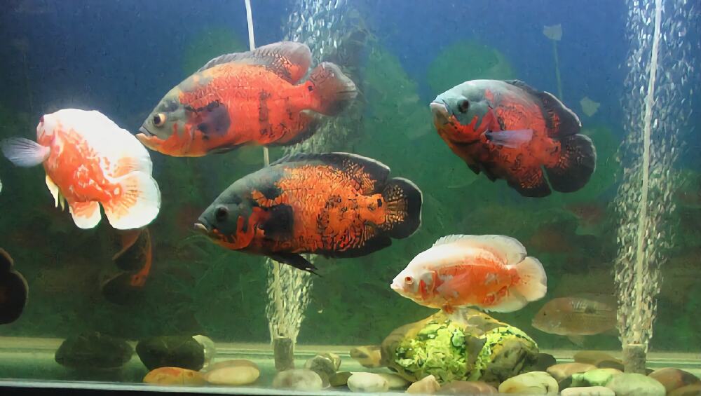 地图鱼身份信息