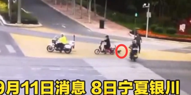宠物狗未栓绳上马路,摩托骑手碾压后扬长而去:爱找谁赔找谁赔