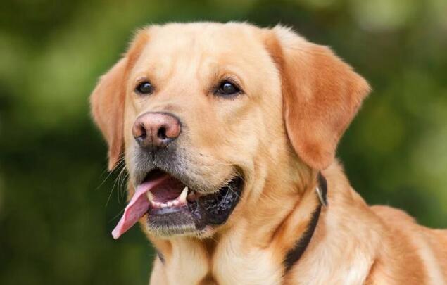 最适合家庭养的五种宠物狗，居然没有泰日天