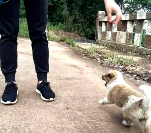 主人收留了一只田园犬,没几日就学好經典姿势,比二哈更深得人心
