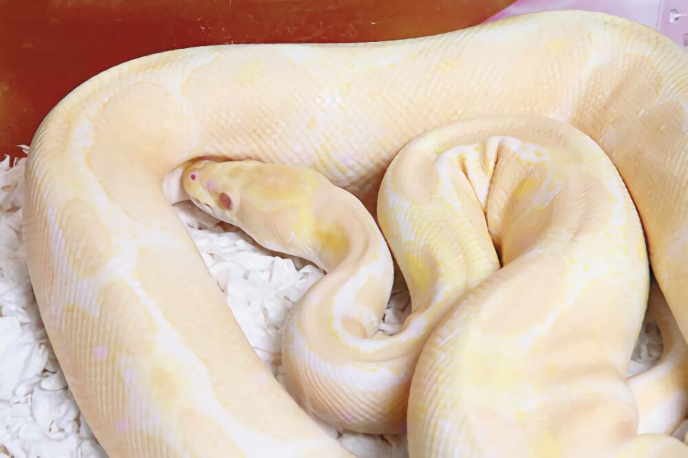 白化球蟒身份信息