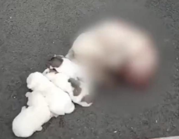 芜湖一学校保安打死喂奶狗妈妈,校方:存在咬人隐患