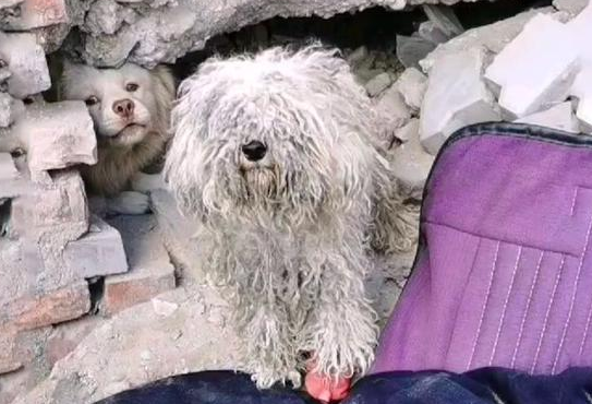 一只穿着小红鞋的流浪比熊犬,都要捂出皮肤病了,它还不舍得脱掉