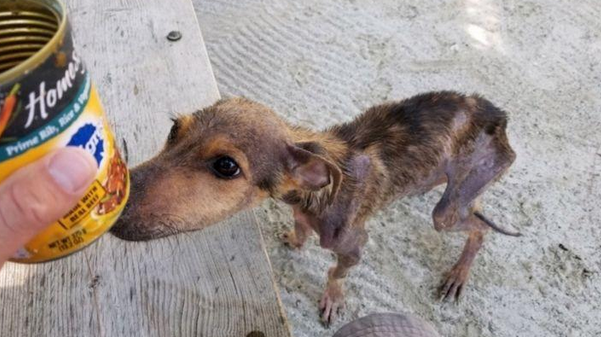 狗狗沦落荒岛，依靠虾干和降水存活，被救时瘦得只剩一身皮包骨头