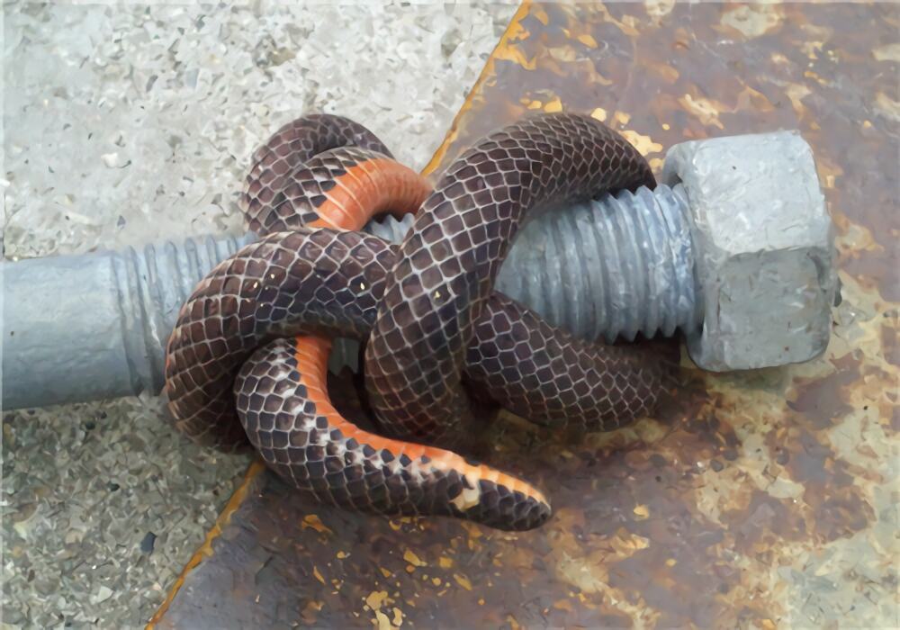 钝尾两头蛇身份信息