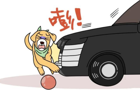 宠物狗撞“伤”小轿车!这案怎么判?